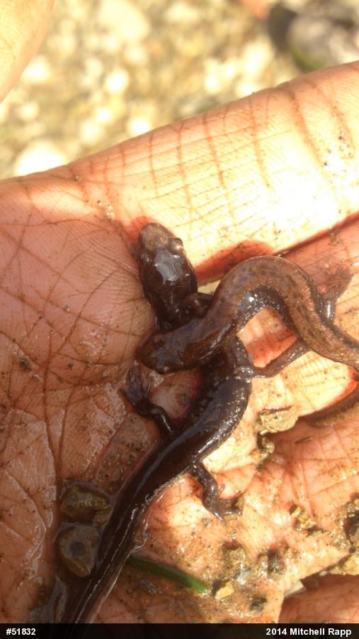 Allegheny Mountain Dusky Salamander