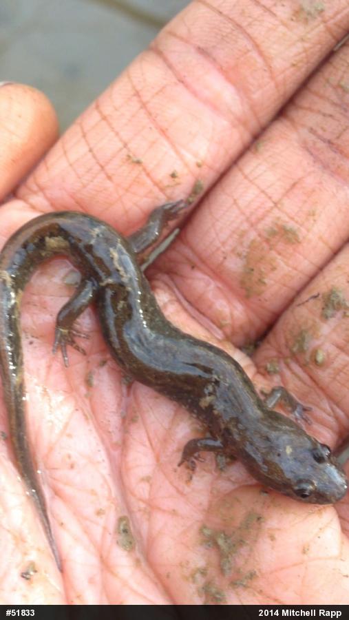 Northern Dusky Salamander
