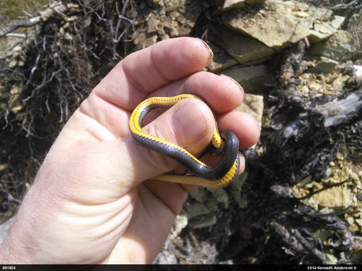 Northern Ring-necked Snake