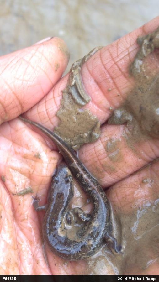 Northern Dusky Salamander
