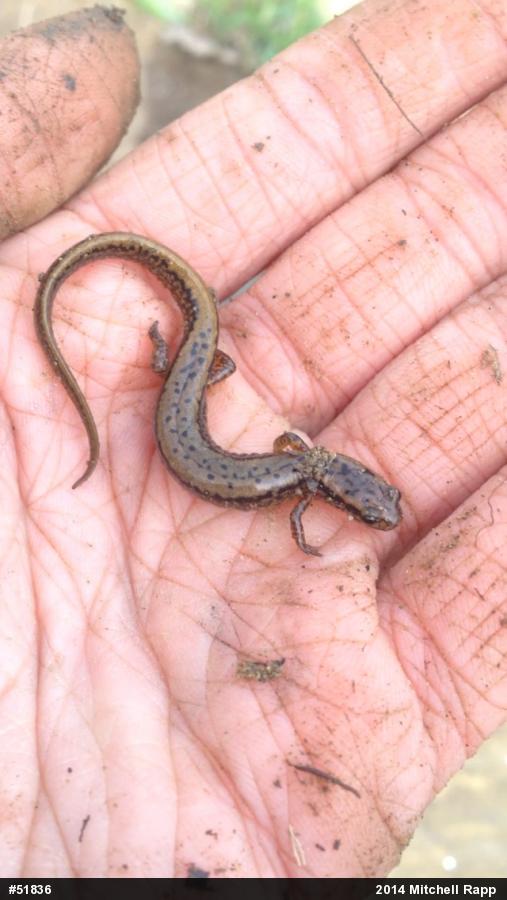 Northern Two-lined Salamander