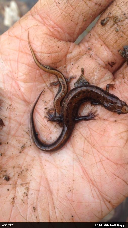 Allegheny Mountain Dusky Salamander