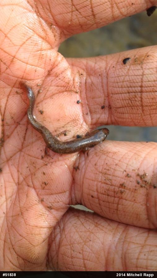 Northern Two-lined Salamander