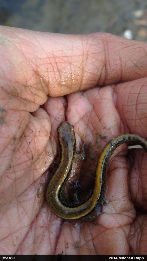 Northern Two-lined Salamander