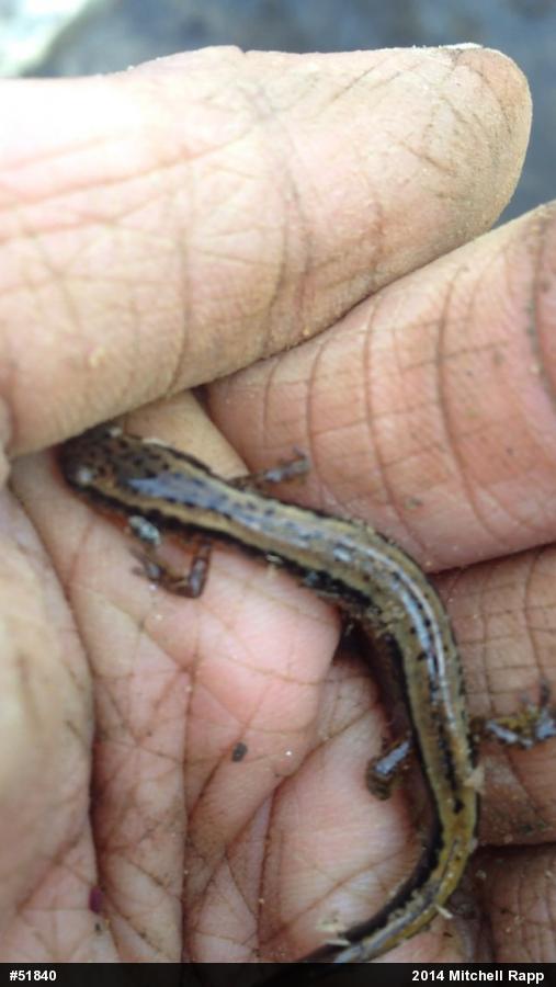 Northern Two-lined Salamander