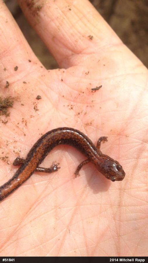 Eastern Red-backed  Salamander
