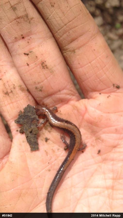 Eastern Red-backed  Salamander