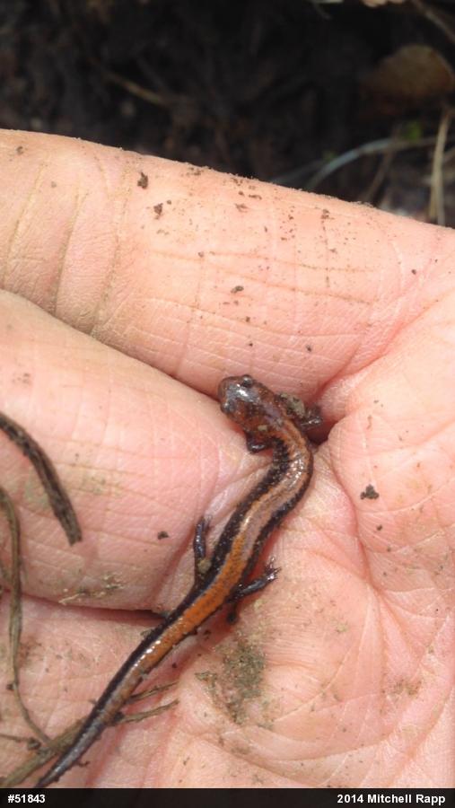 Eastern Red-backed  Salamander