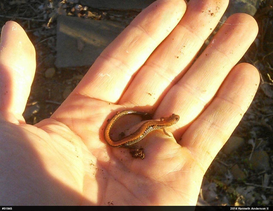 Eastern Red-backed  Salamander