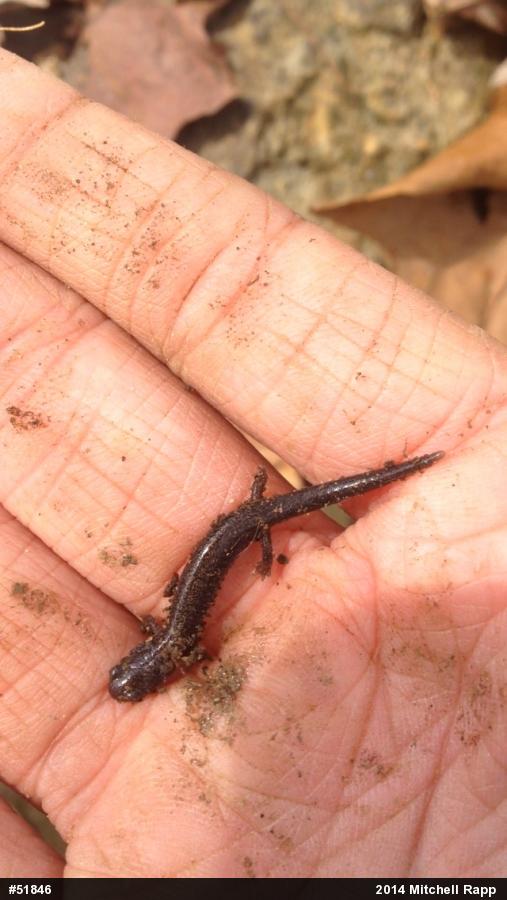 Eastern Red-backed  Salamander