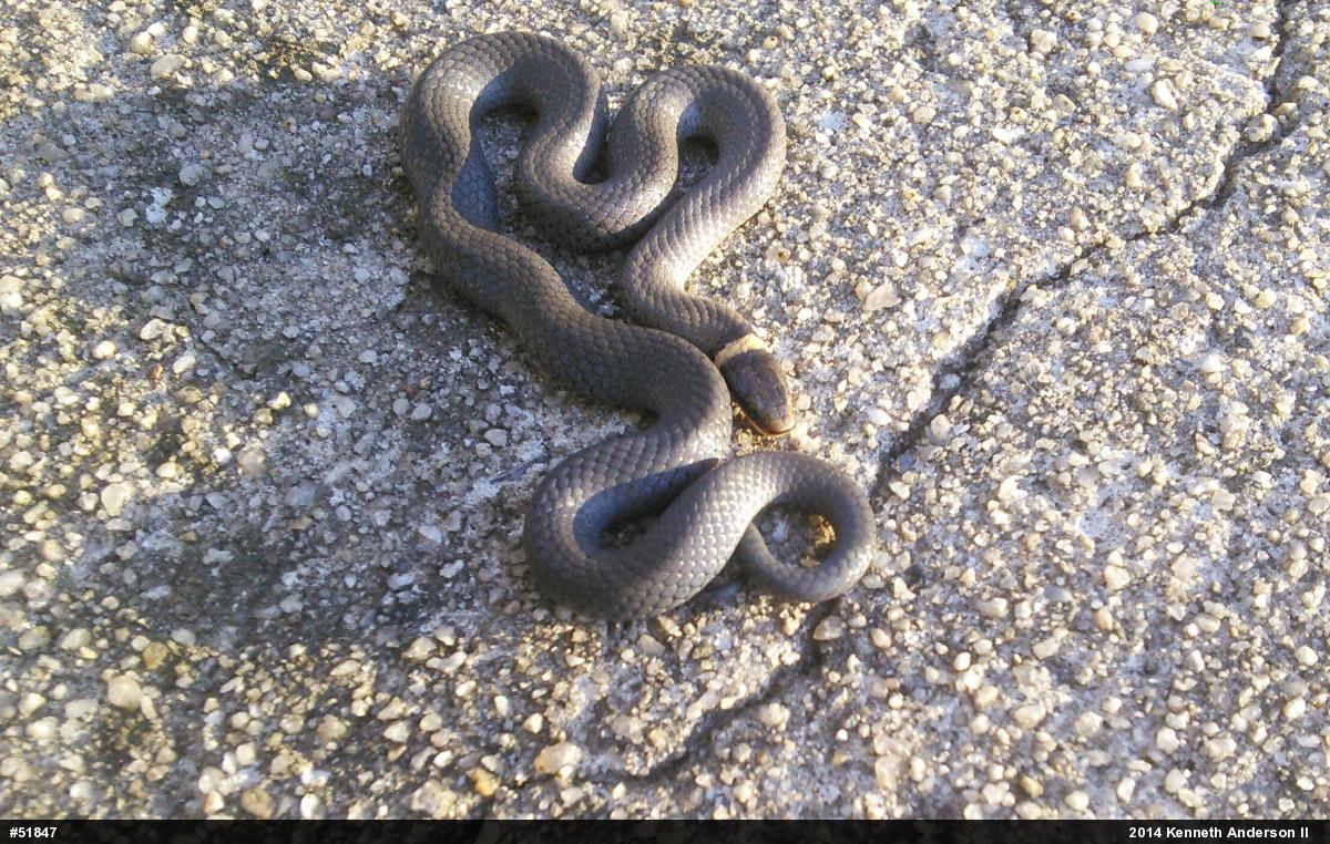 Northern Ring-necked Snake