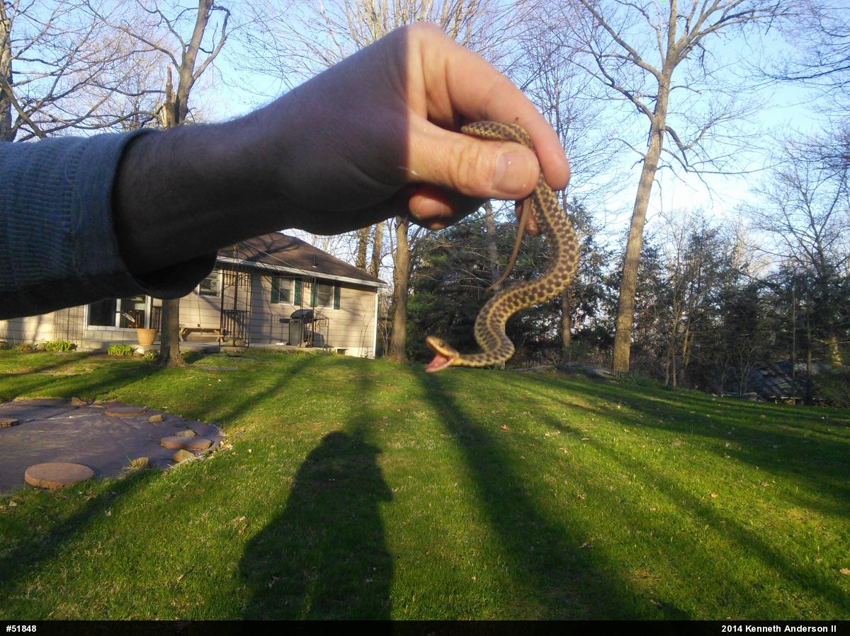 Eastern Gartersnake