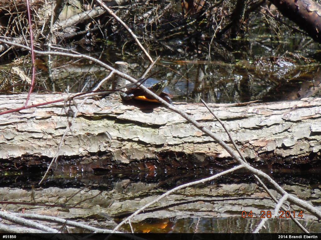Midland Painted Turtle