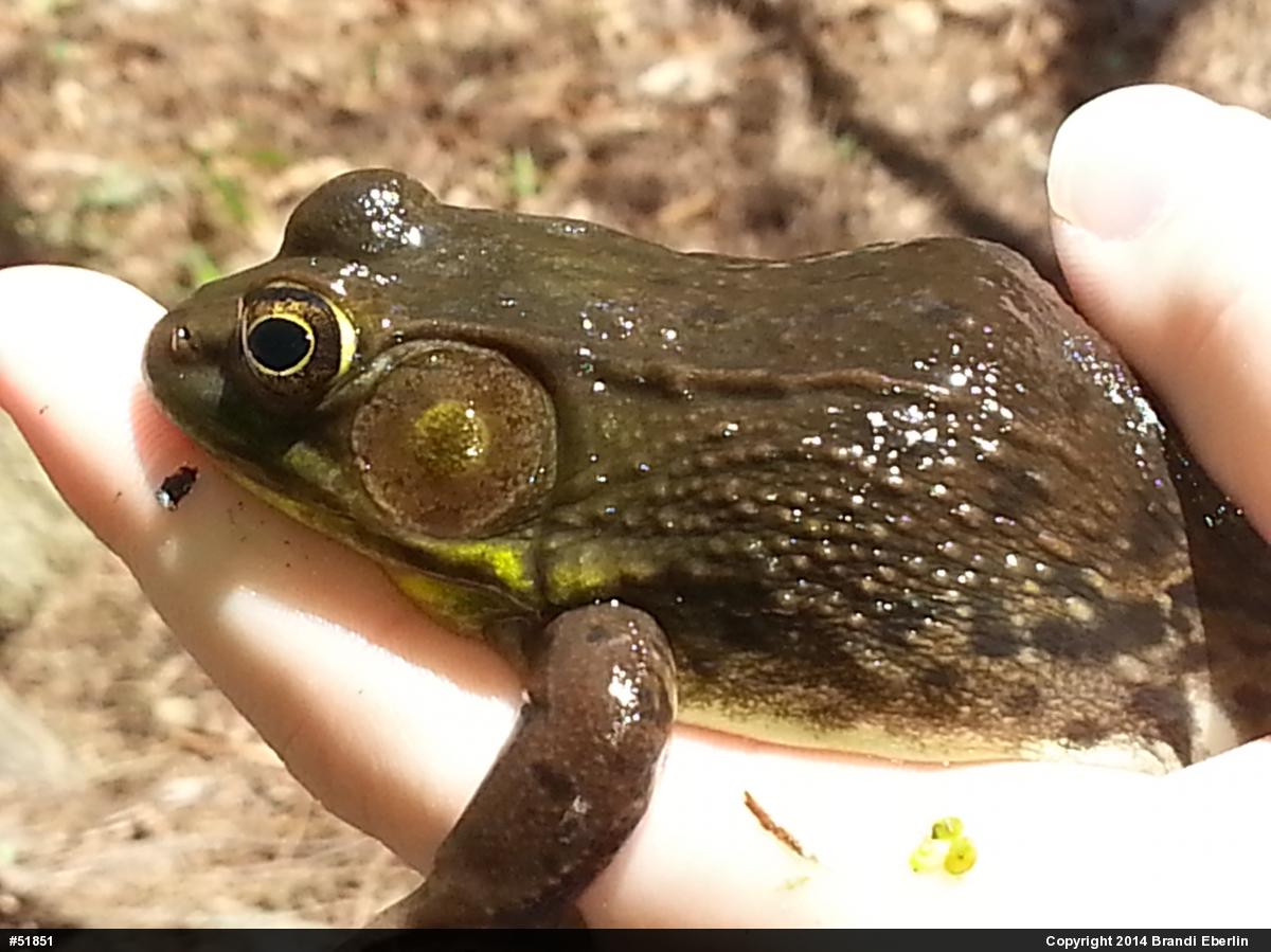 Green Frog