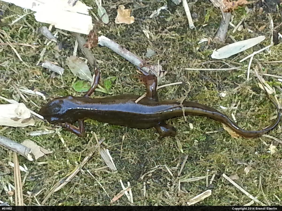 Red-spotted Newt