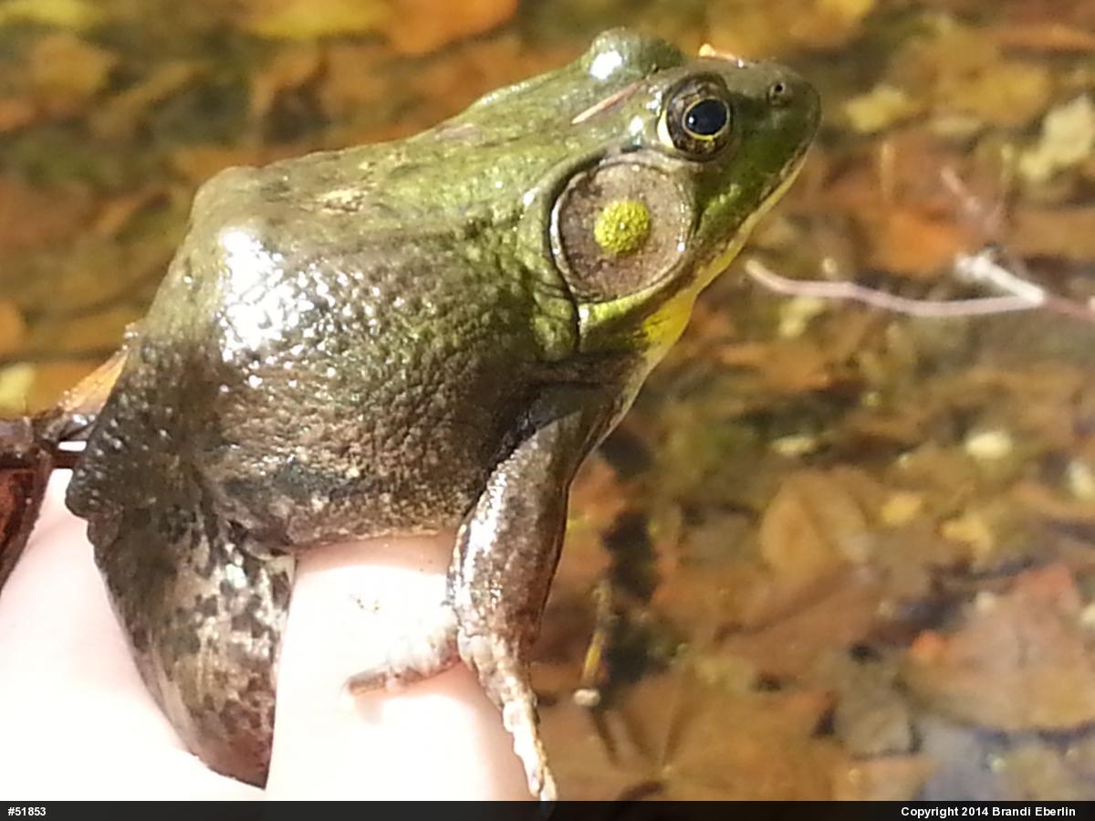 Green Frog
