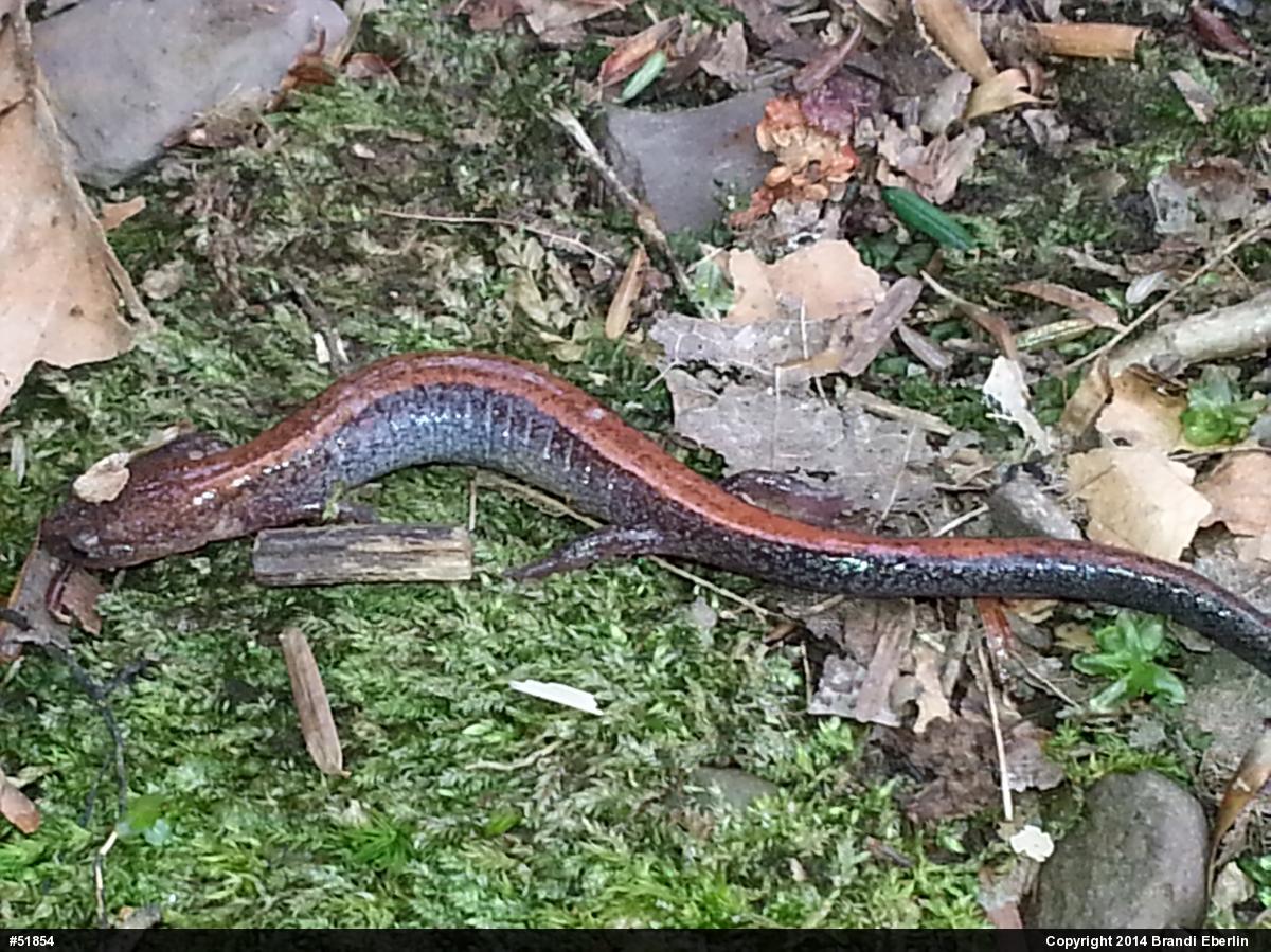 Eastern Red-backed  Salamander