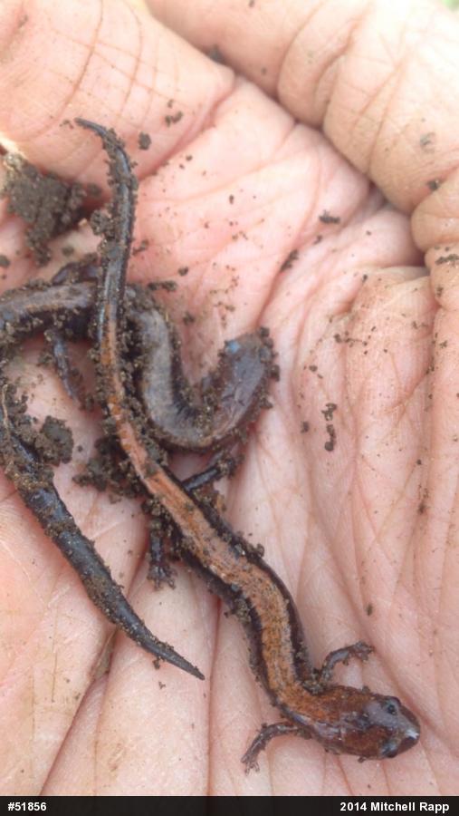 Eastern Red-backed  Salamander
