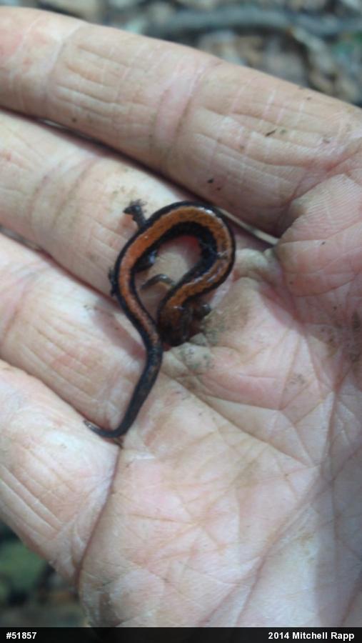 Eastern Red-backed  Salamander