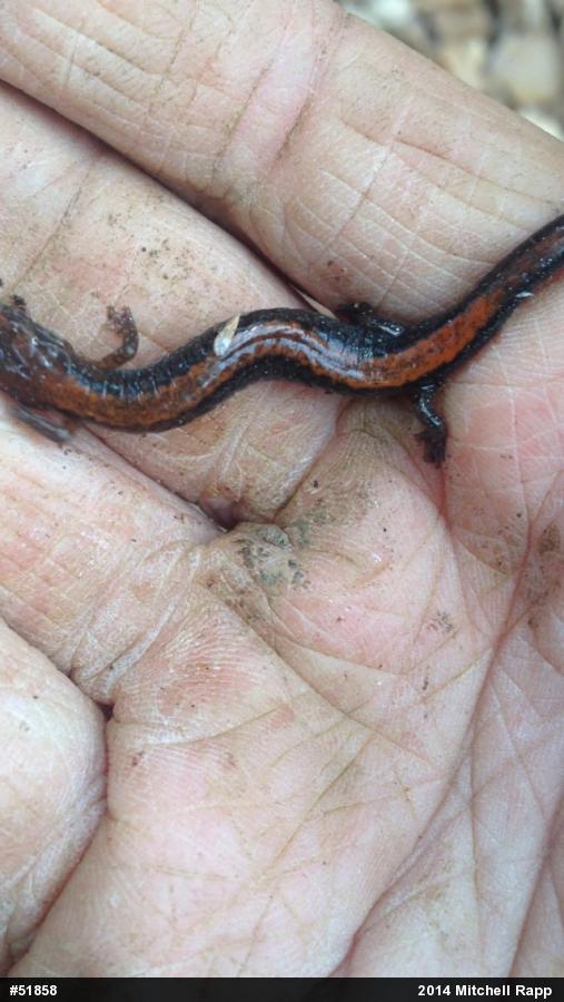 Eastern Red-backed  Salamander