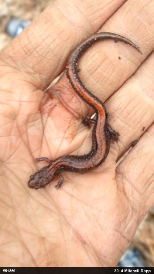 Eastern Red-backed  Salamander