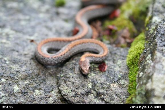 Red-bellied Snake
