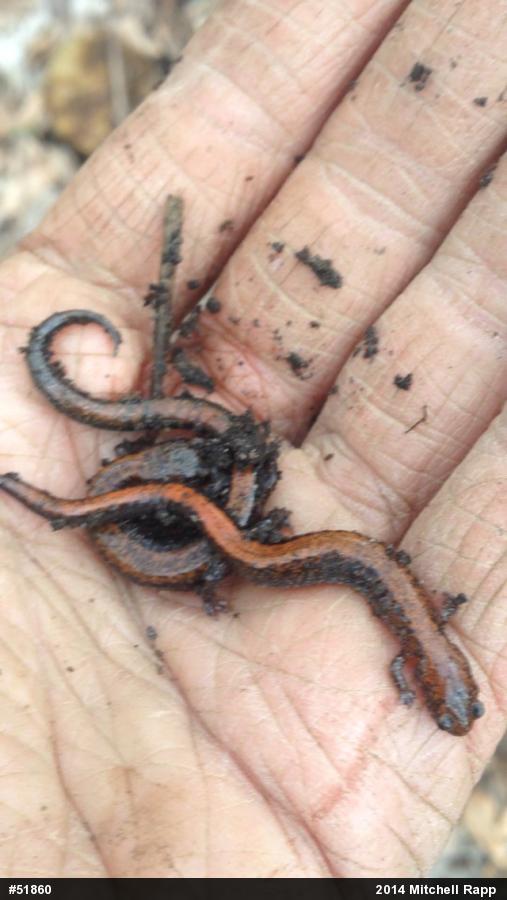 Eastern Red-backed  Salamander