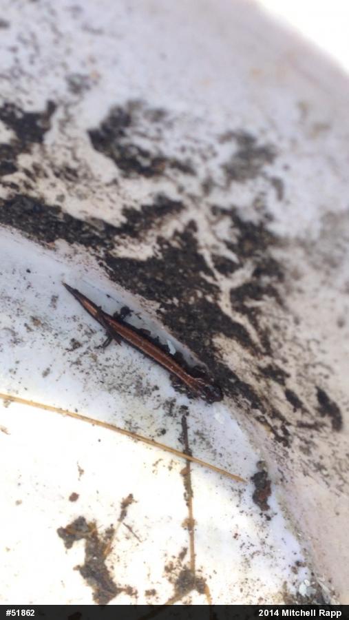 Eastern Red-backed  Salamander