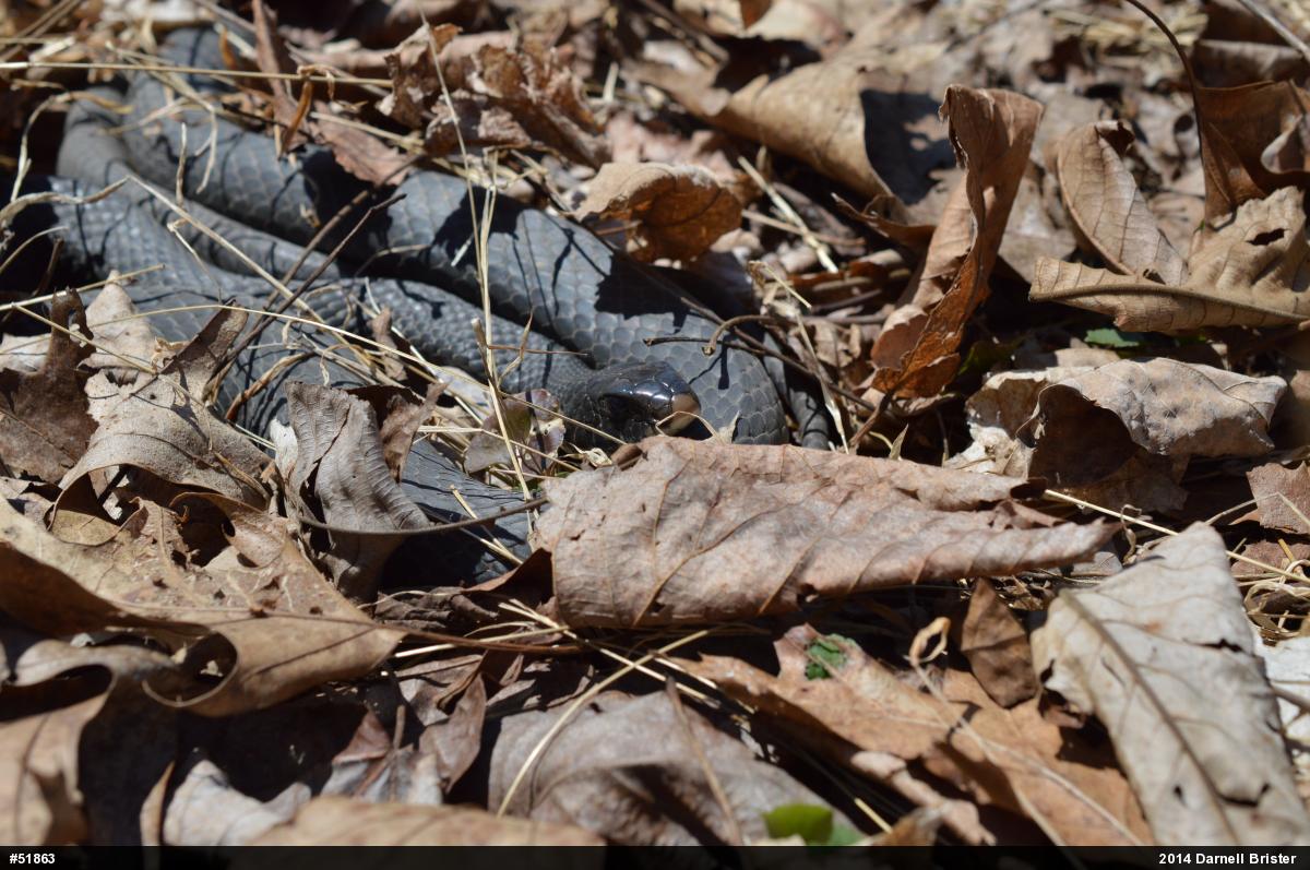 Northern Black Racer