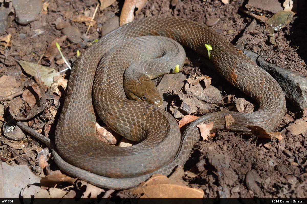 Northern Watersnake