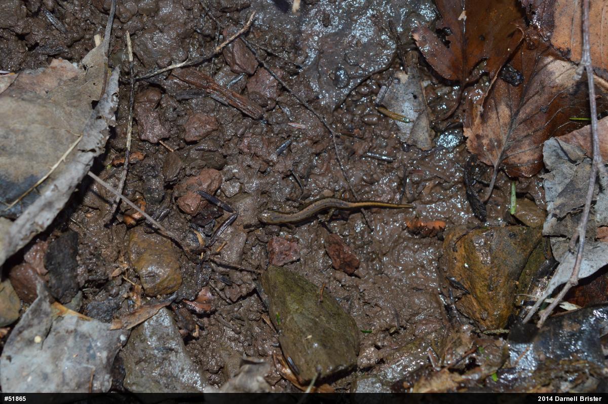 Northern Two-lined Salamander