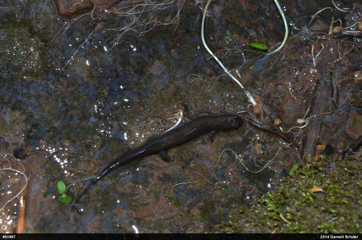 Northern Dusky Salamander