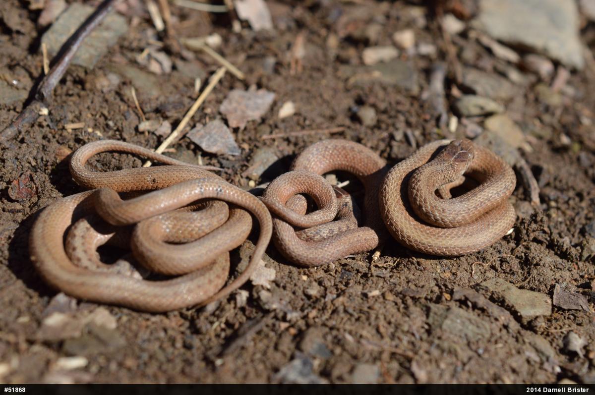 Dekay's Brownsnake