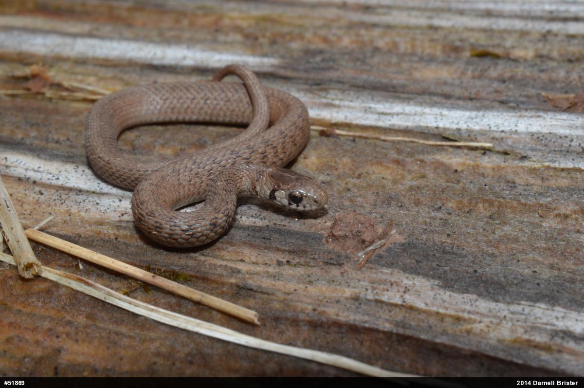 Dekay's Brownsnake