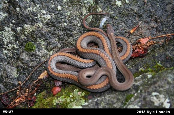 Red-bellied Snake