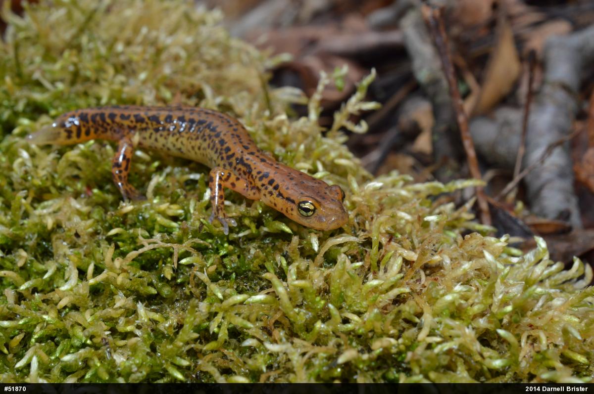 Eastern Long-tailed Salamander