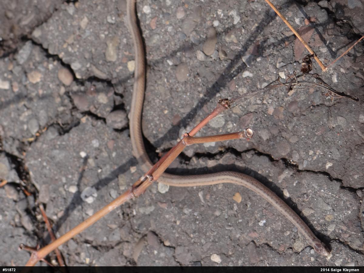 Dekay's Brownsnake