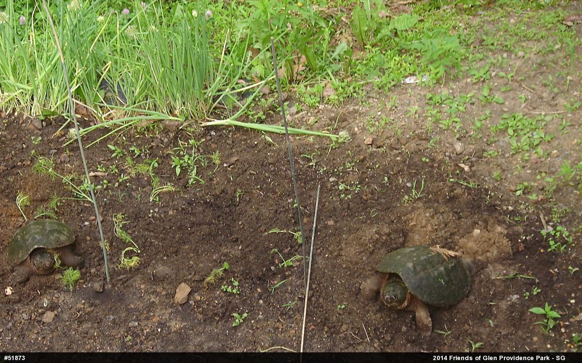 Snapping Turtle