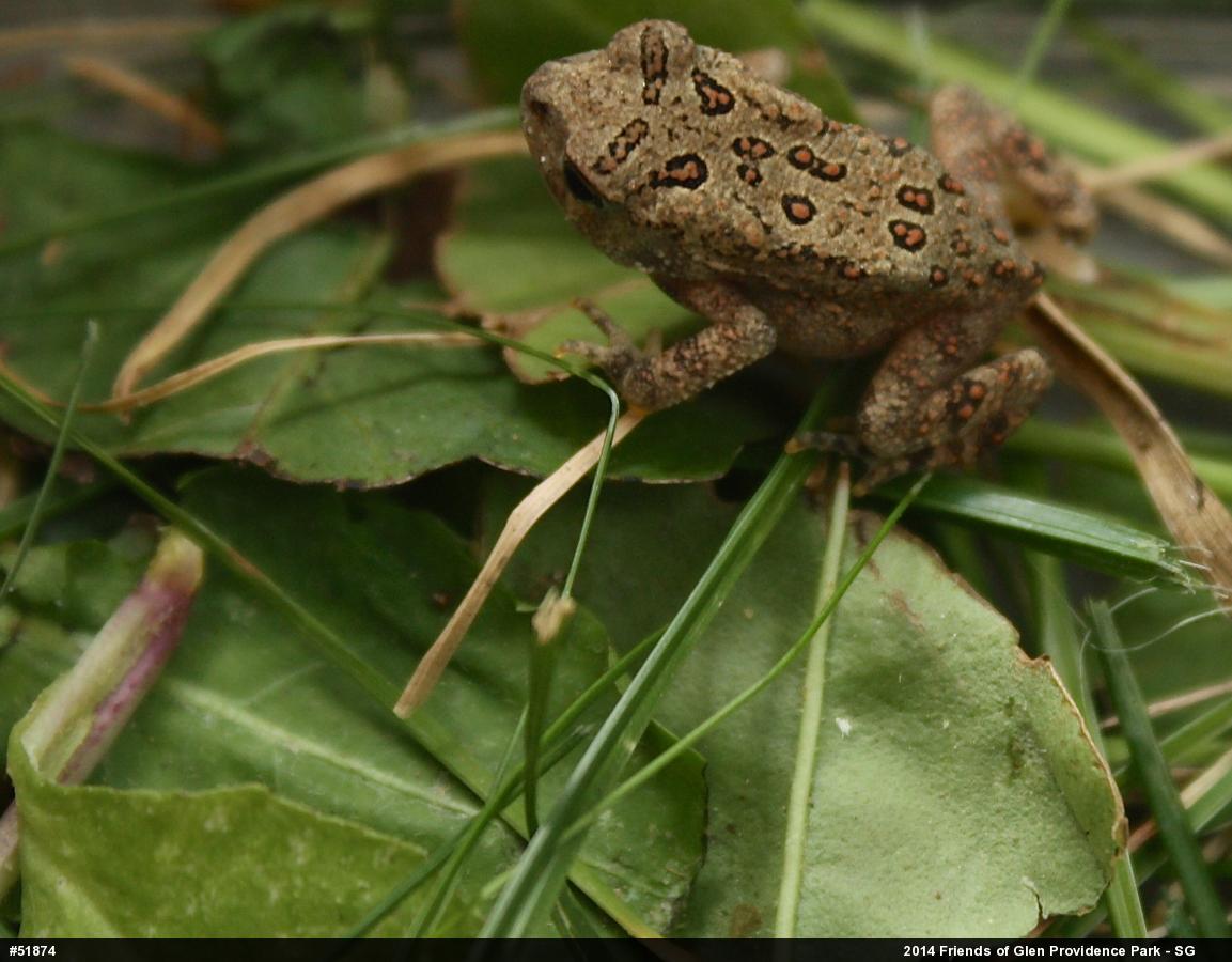 Eastern American Toad