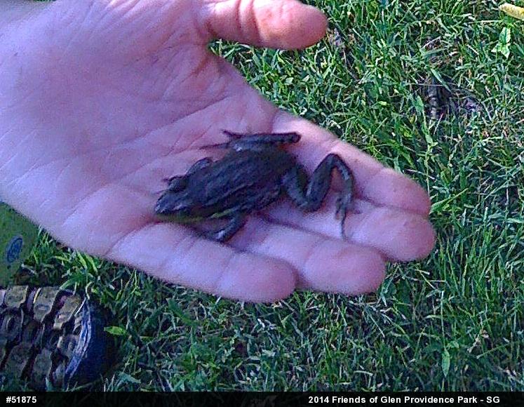 Green Frog