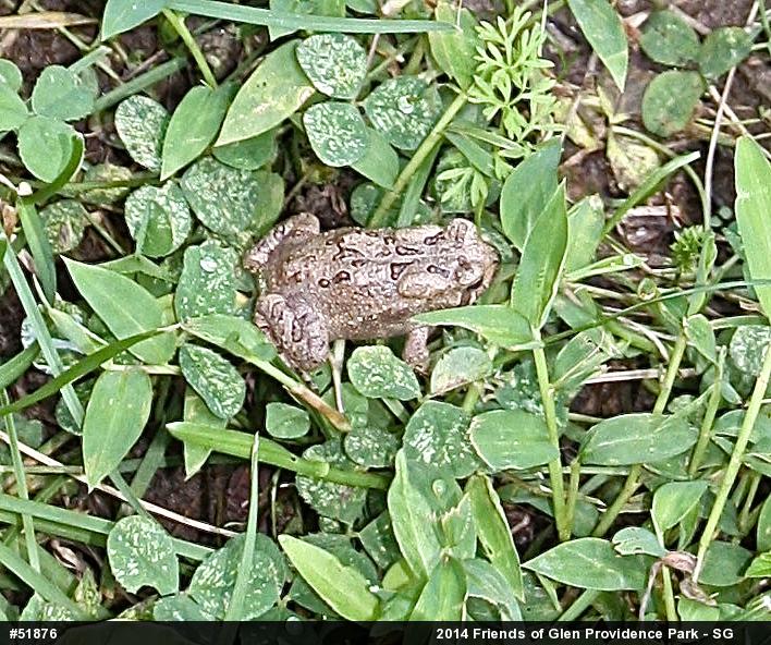 True Toads