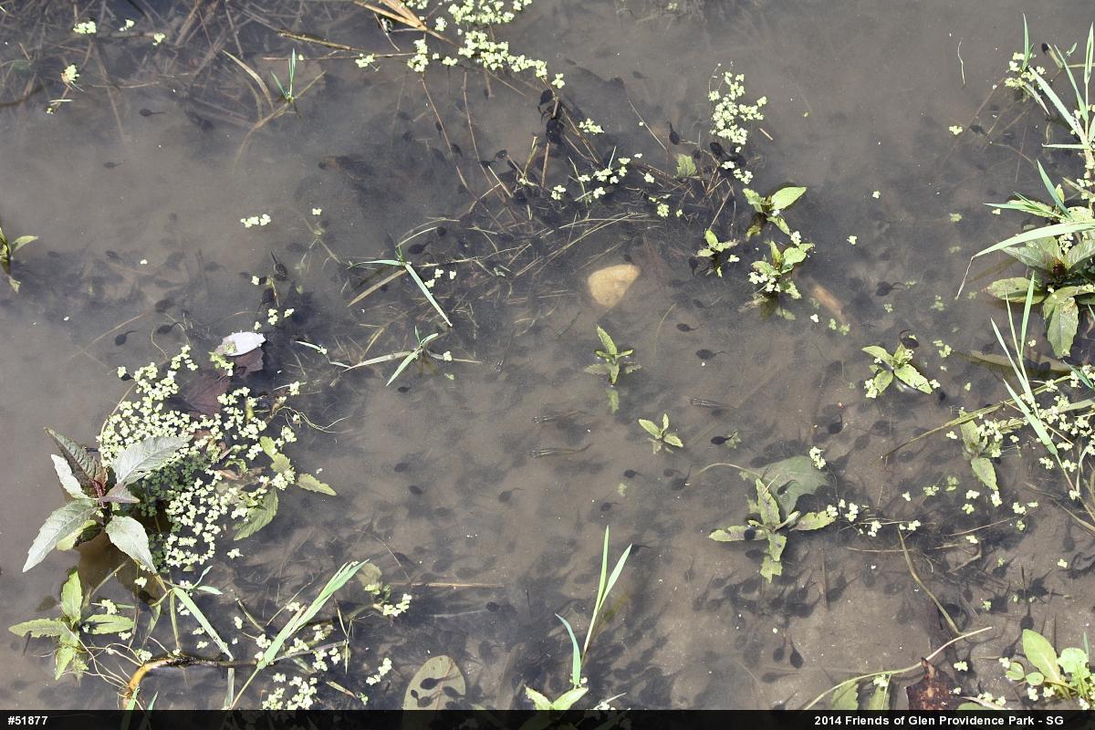 Eastern American Toad