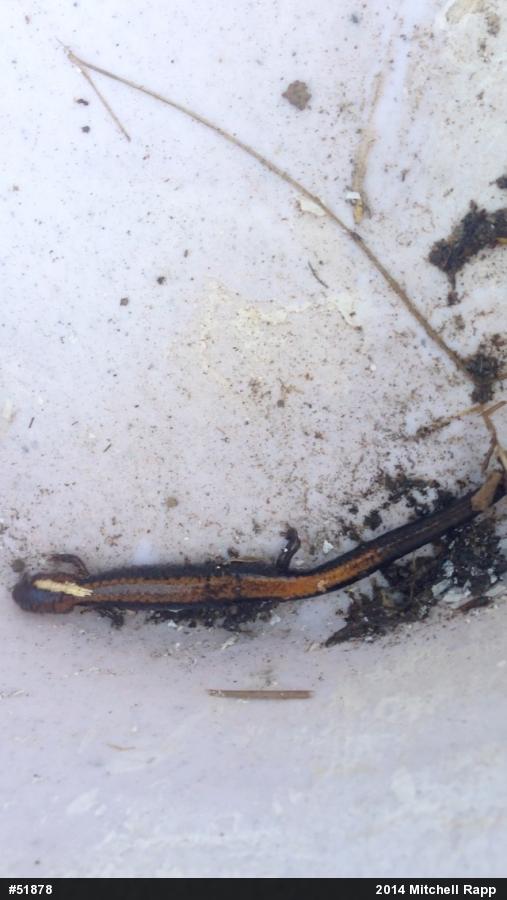 Eastern Red-backed  Salamander
