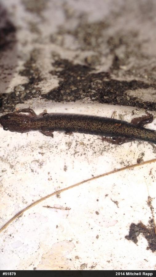 Woodland Salamanders