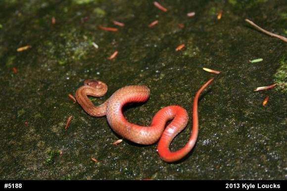Red-bellied Snake