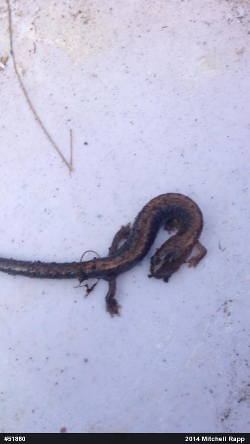 Eastern Red-backed  Salamander