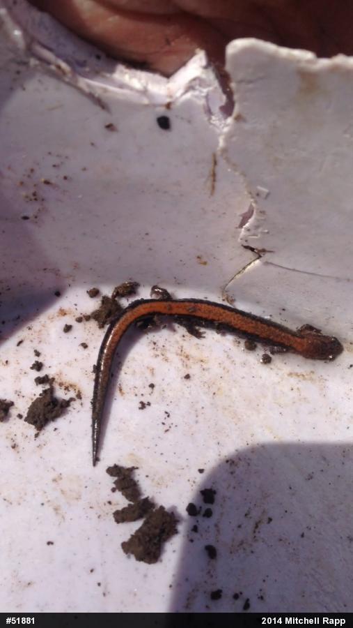 Eastern Red-backed  Salamander