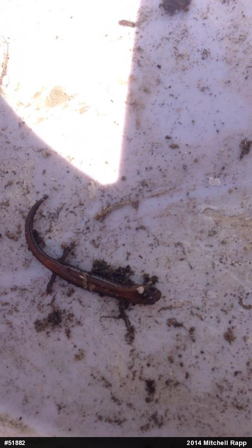 Eastern Red-backed  Salamander
