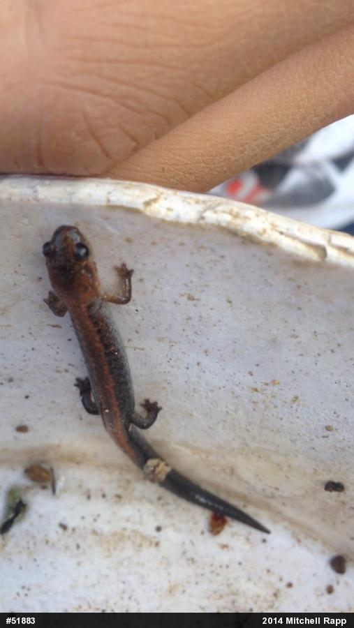 Eastern Red-backed  Salamander