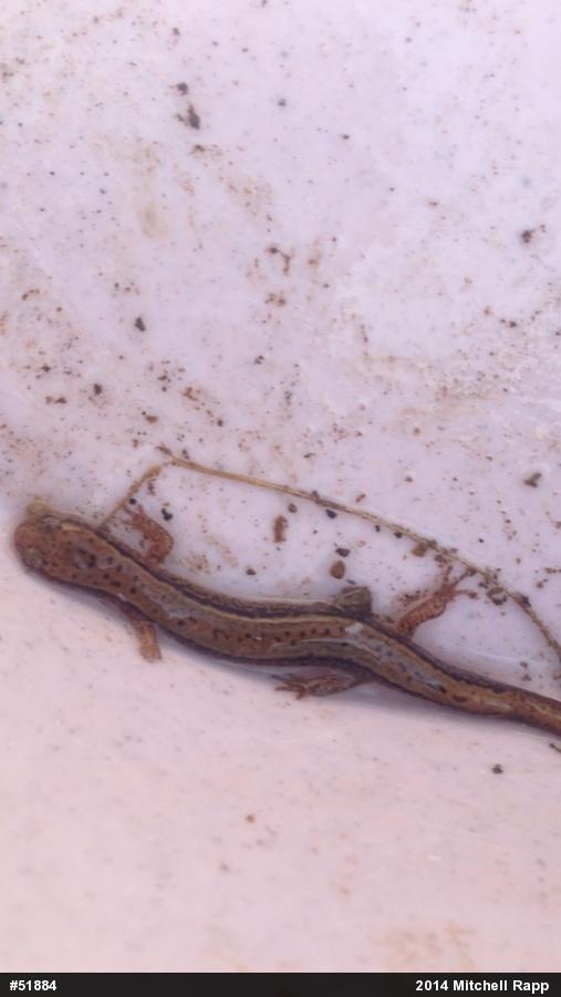 Northern Two-lined Salamander